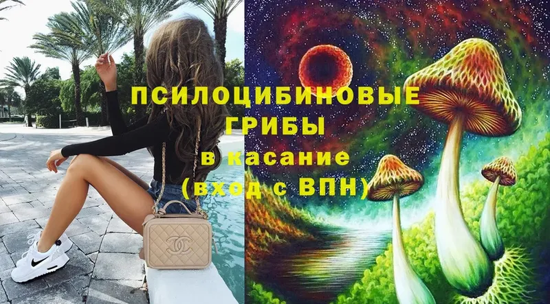 Галлюциногенные грибы Psilocybe  Буинск 